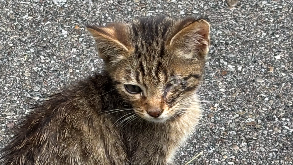 Stray to Stay A Home for Every Cat