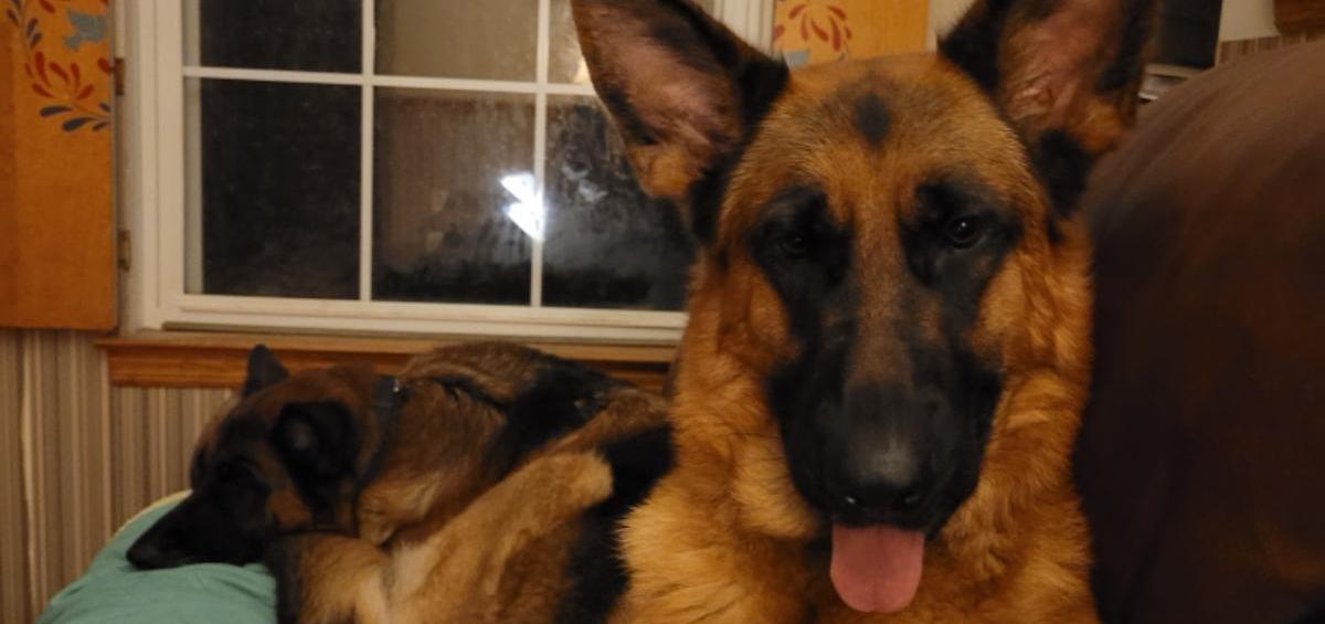 RIP Dipper the Shepherd