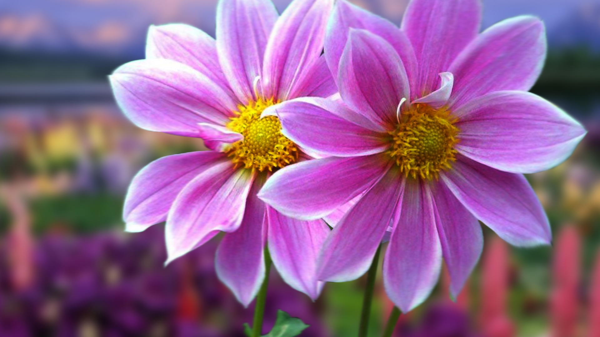 Fundraiser Image