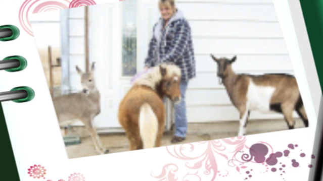 Save Rockin' LJ Animal Sanctuary from Foreclosure