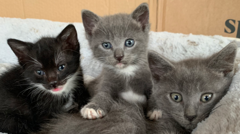 From Feral to Forever Homes: 19 Cats In Need