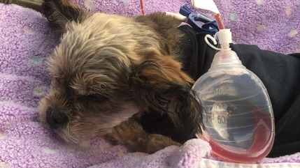 Ellie Mae hospital fund