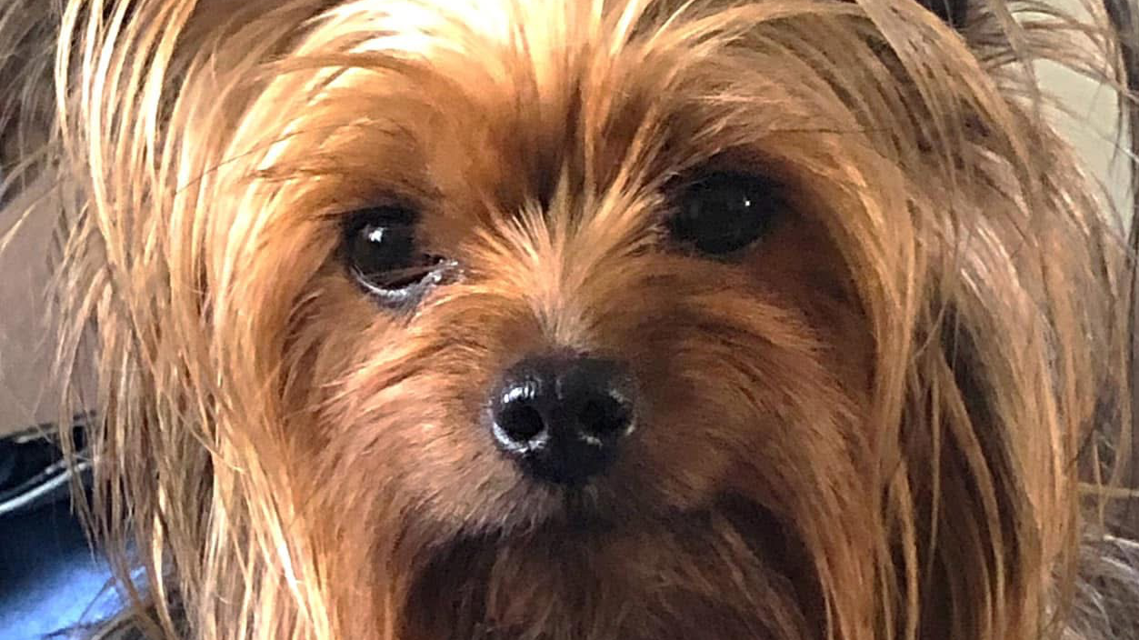 Help Mom and Pixie! I love them!