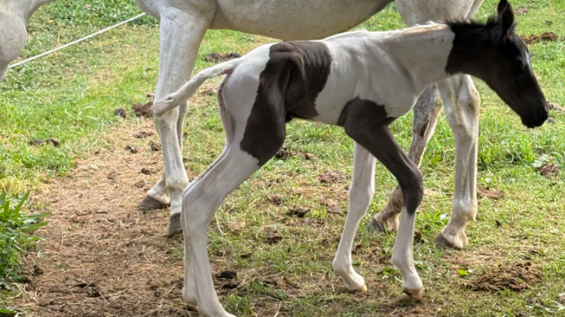 Equine Hospital Care for Little “Trooper”