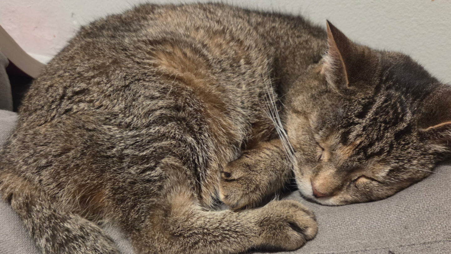 Whisk’s Surgery Fund