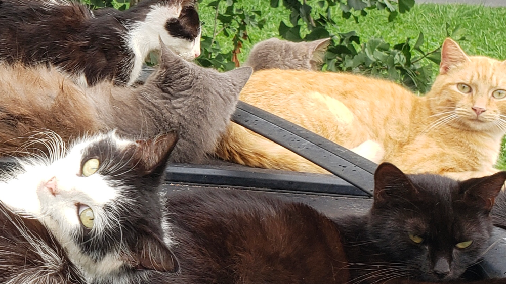 Help Neuter Male Farm Cats