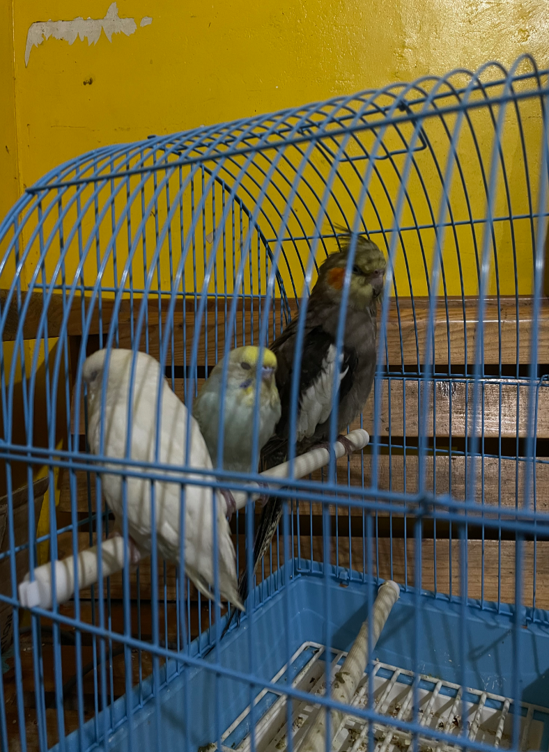 Fundraiser Image