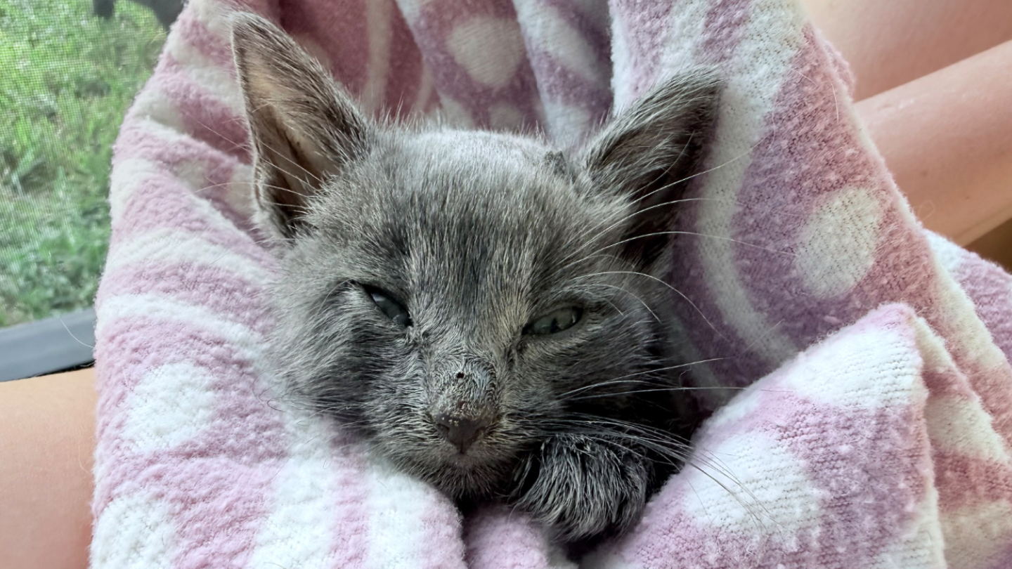 Delilah’s Hope: fundraiser for a kitten incubator