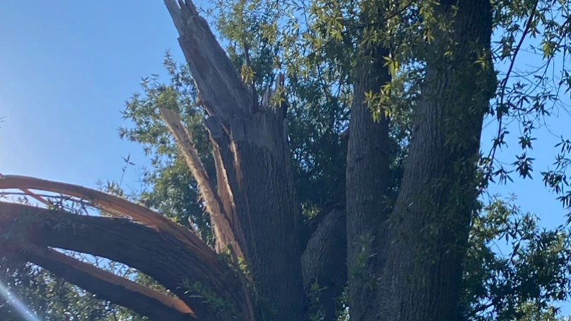 Help Remove Dangerous Oak Tree | GiveSendGo