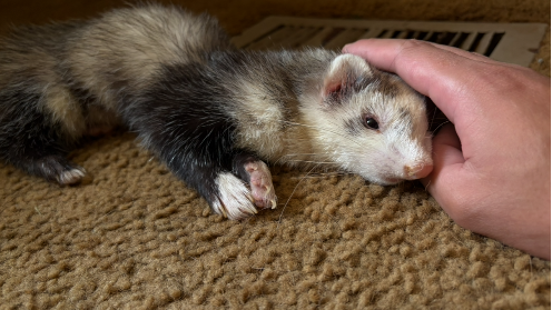 Fundraiser Image