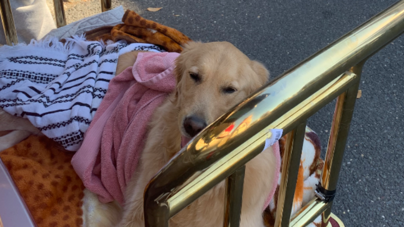 Paralyzed Golden Retriever 💔 Please Help 🙏