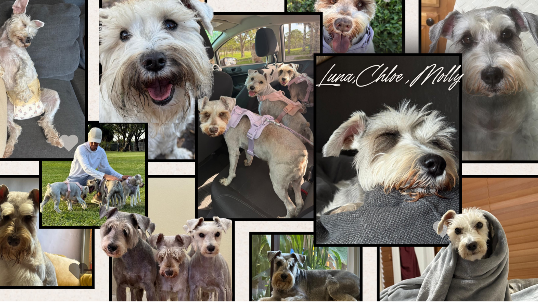 Help Save Chloe, Luna & Molly: Emergency Veterinar — fundraiser photo (2 of 2)