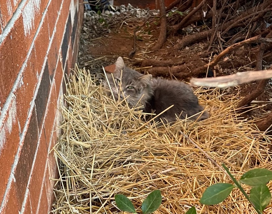 Update Update #48 - Long-Haired Gray Kitty Image