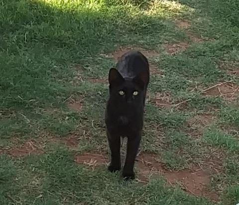 Update The unnamed black cat Image