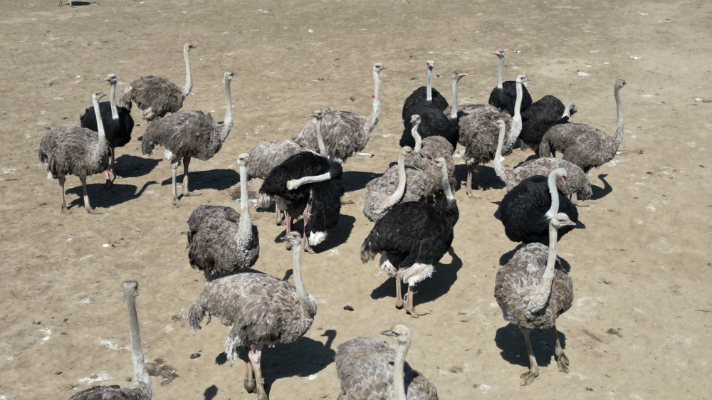 Update Update from Universal Ostrich Farm: A Critical Moment in Our Fight for Change Image