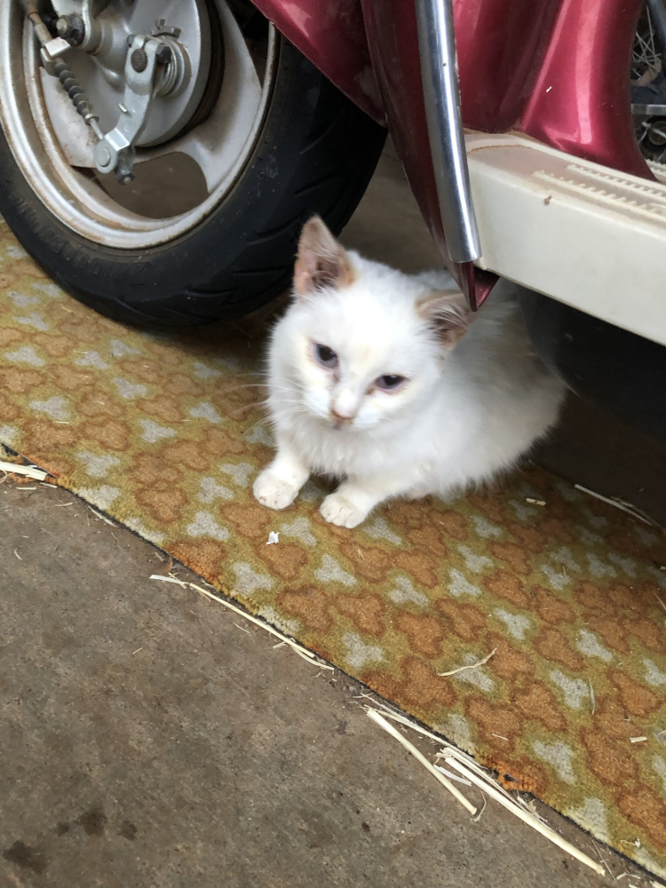 Update White Kitten update Image