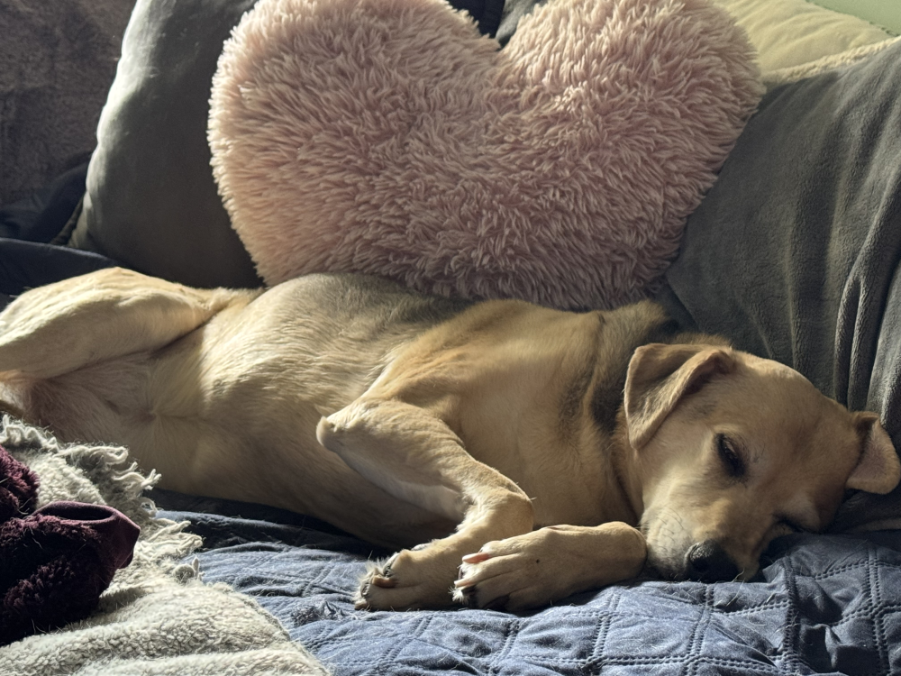 Update Shawnee’s Surgery Update: A Heartfelt Thank You Image