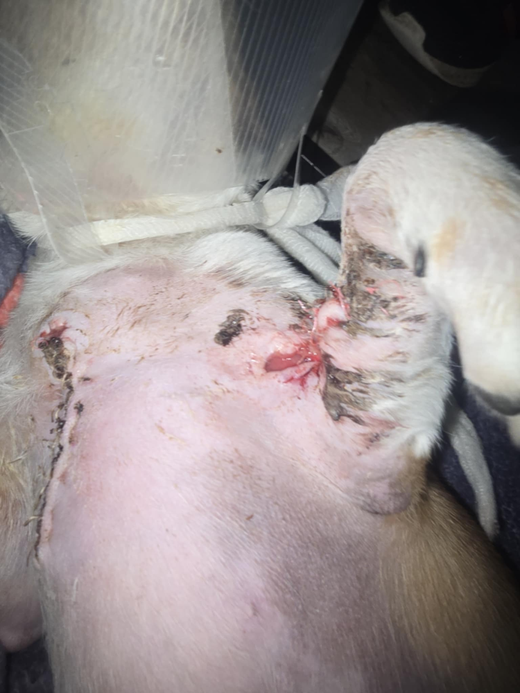 Update Laser treatment for Peanut Butter today Image