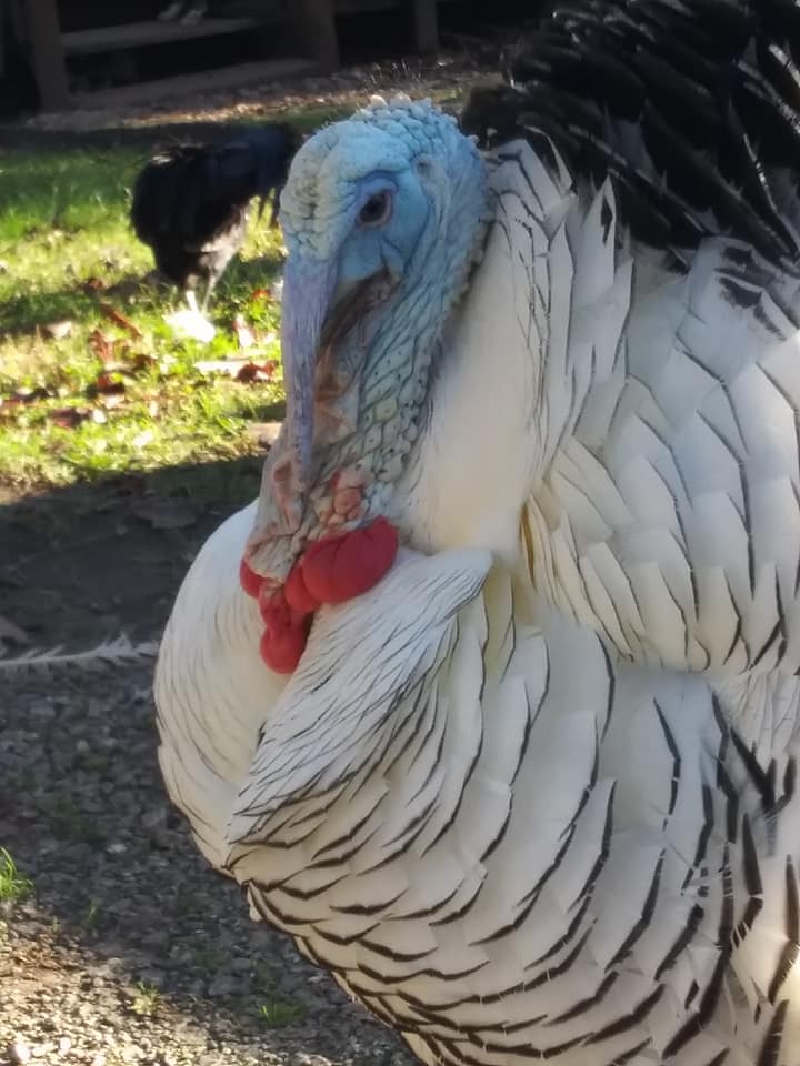 Update Update #3 turkeny among swans post Image