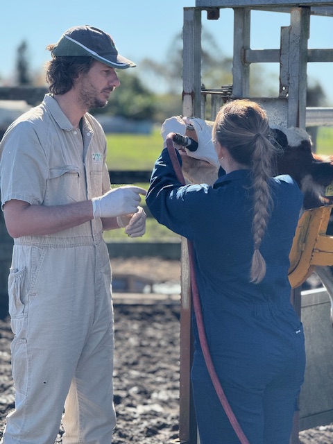 Update Update #2 Veterinary care for our cows Image