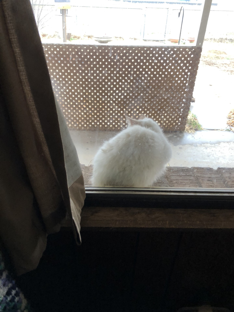 Update Snow, Watcher, and White Kitten Image