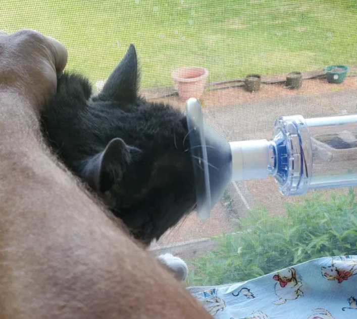 Update May 2025 Update: Zipper’s $168.90 Asthma Meds & Our 11 Cats Need Your Help! Image