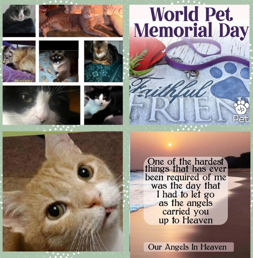 Update Honoring Our Beloved Pets on World Pet Memorial Day – June 10, 2025 Image