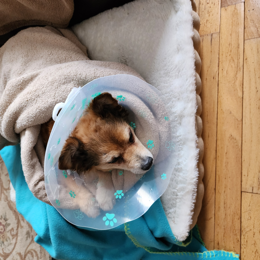Update Update #1 Surgery went well Image