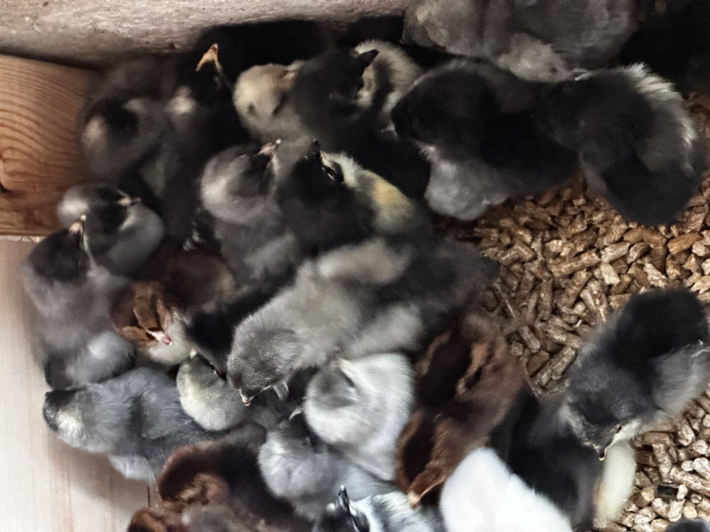 Update We have chicks!! Image