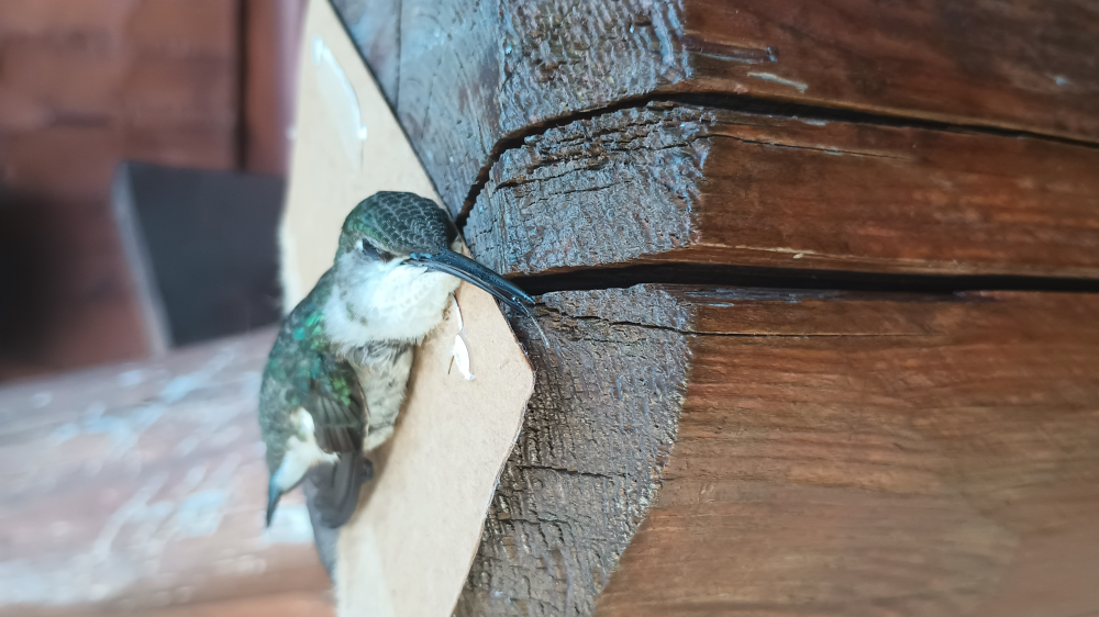 Update Hummingbird  Image