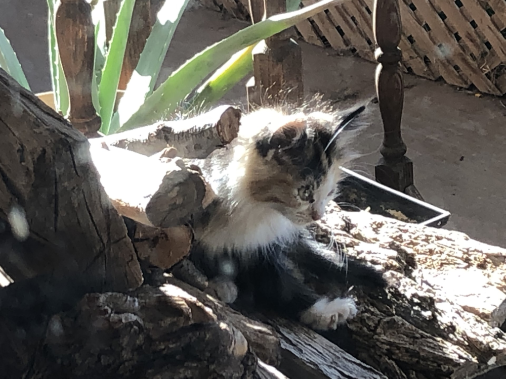 Update A calico kitten Image