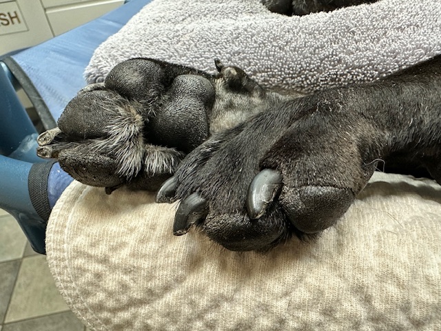Update Update #5 Image