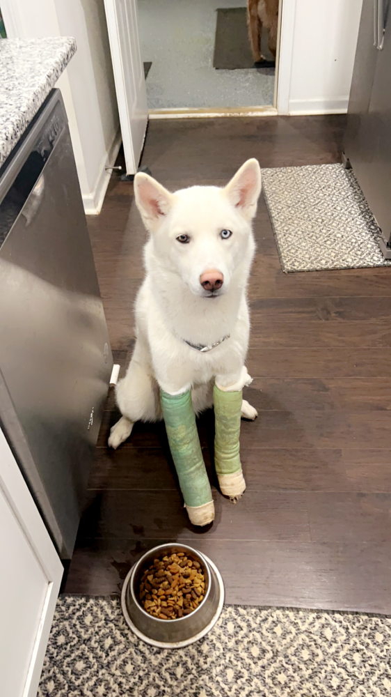Update Update 🐾 Image