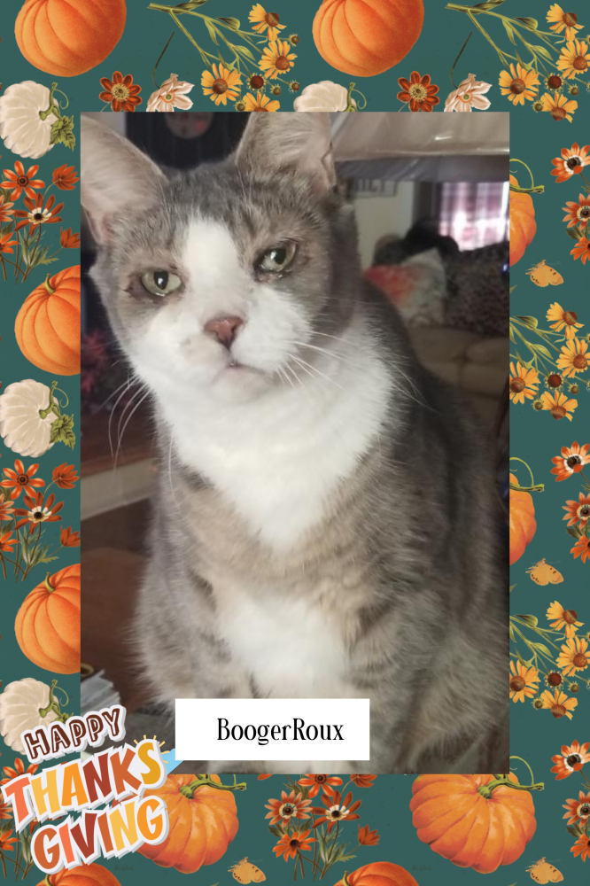 Update 🍂 Happy Thanksgiving & Support BoogerRoux! 🐾 Image