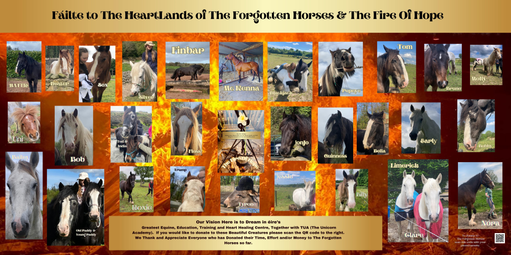 Update The Forgotten Horses becoming The Heart Healing Horses of Humanity. Image